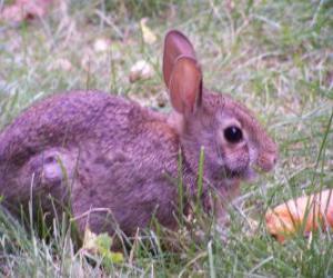 пазл Кролик с морковью